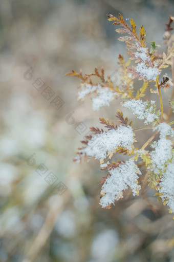 冬季野草堆积冰雪