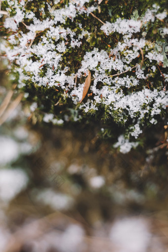 冬季被白雪覆盖的苔藓