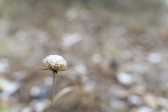 冬季雪中的小草
