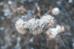 冬季雪景植物特写图片