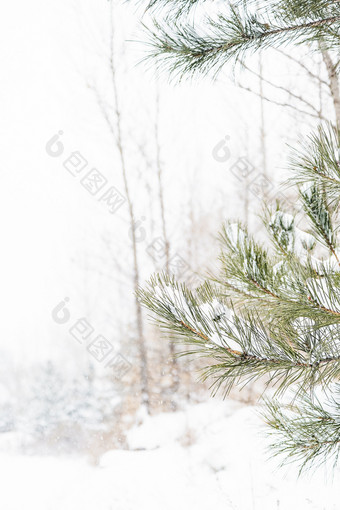 冬天大雪中的松树