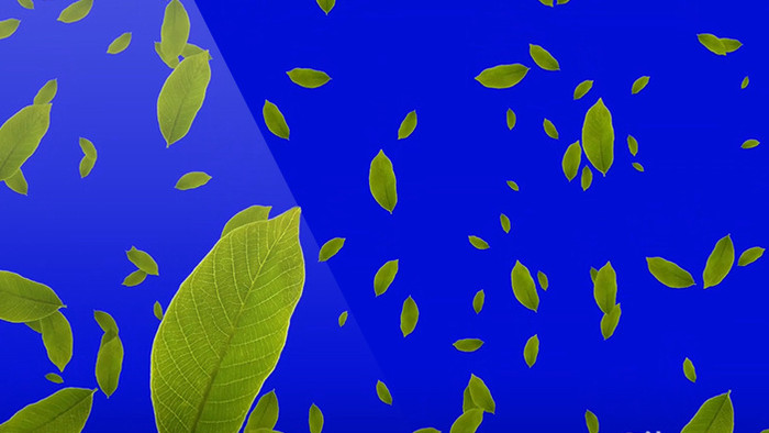 蓝屏抠像树叶飘落动态视频素材