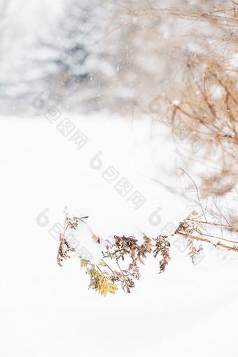 冬日里白雪覆盖的山草地