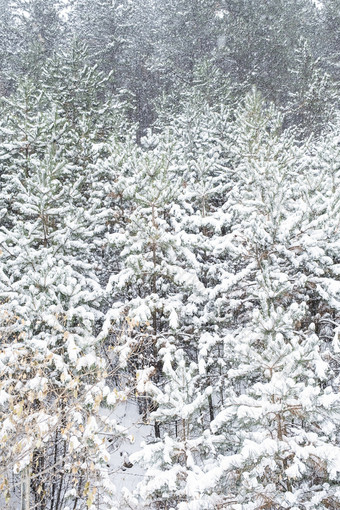 冬季大雪里的松树林