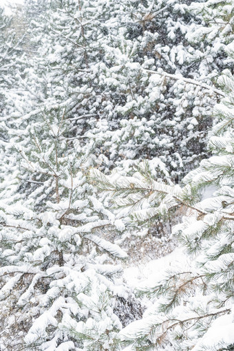 冬天大雪里的松树林