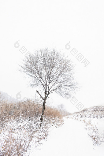 冬天大雪中的一棵大树