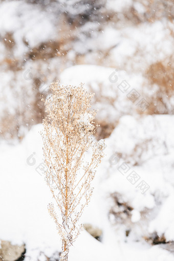 冬天白雪覆盖的野草