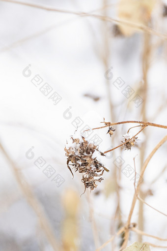 冬天大雪中的杂草丛