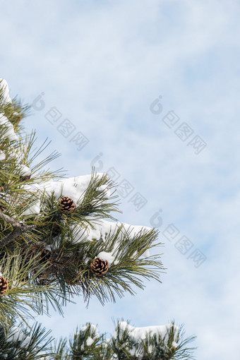冬日蓝天下的积雪松树