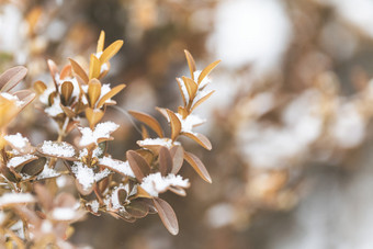 冬季<strong>大雪</strong>过后的枯枝叶