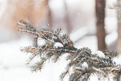 冬天大雪过后的松树枝