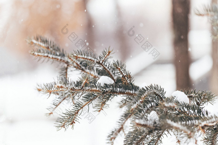 冬天大雪过后的松树枝