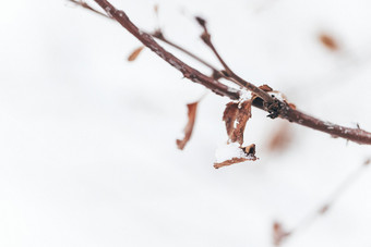 冬季大雪后的枯树枝