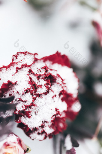 冬天白雪覆盖的玫瑰花