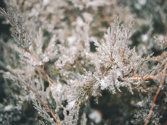 冬季挂满冰晶的野草