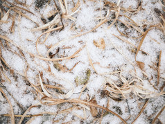 冬季大雪覆盖的杂草丛