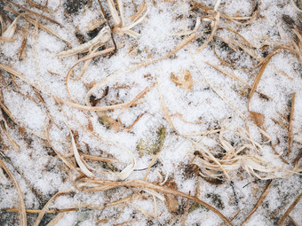 冬季大雪覆盖的杂草丛