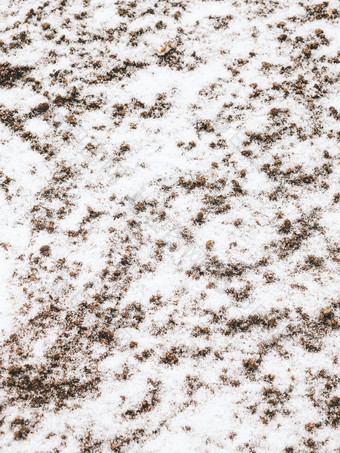 冬天白雪覆盖的杂草地