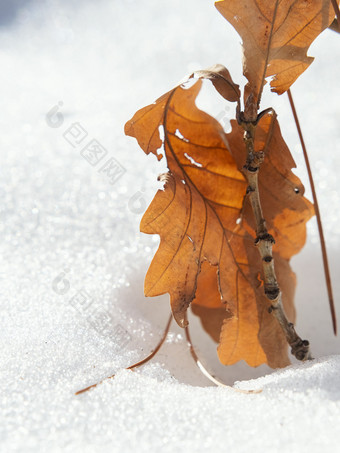 冬天雪地里的树叶