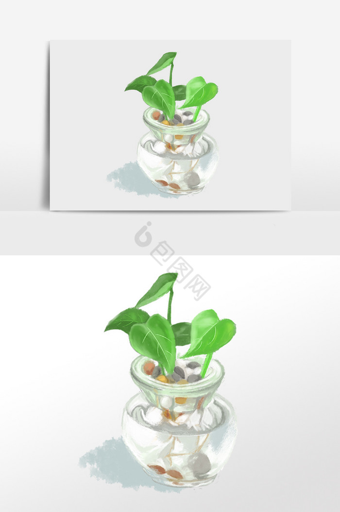 盆栽水植物绿萝插画图片