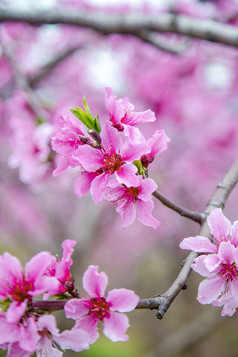 桃花花朵摄影图