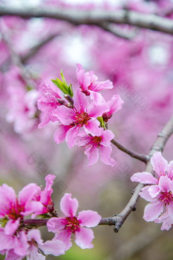 桃花花朵摄影图