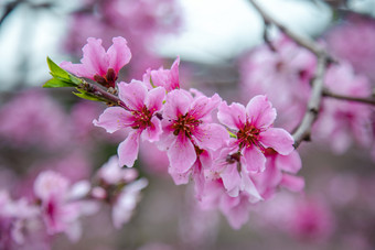 <strong>桃花</strong>盛开叶子特写