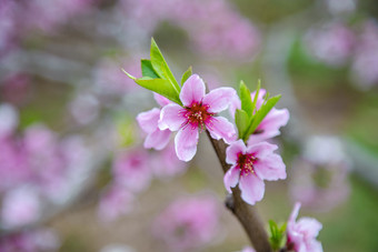 春天盛开的<strong>桃花</strong>摄影图