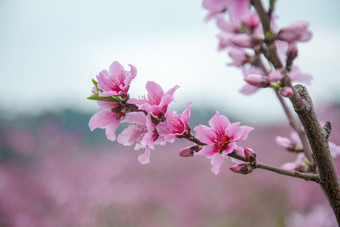 春天盛开的桃花特写