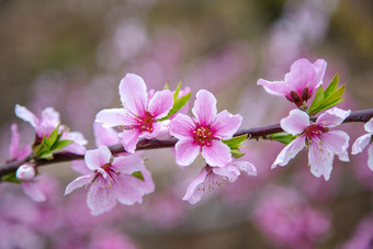 盛开的桃花特写