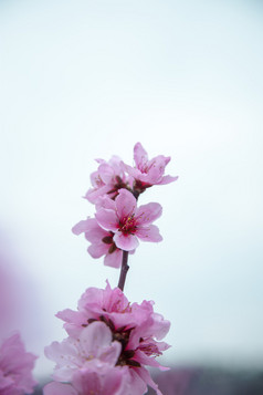 盛开的桃花摄影图