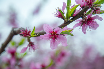 <strong>桃</strong>花花朵盛开<strong>摄影图</strong>