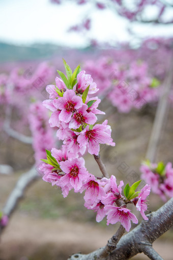 <strong>桃</strong>花盛开特写<strong>摄影图</strong>