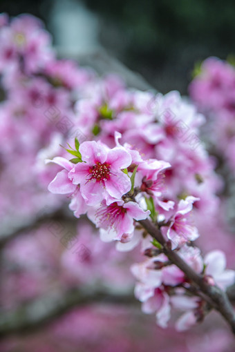 春天盛开的桃花摄影图
