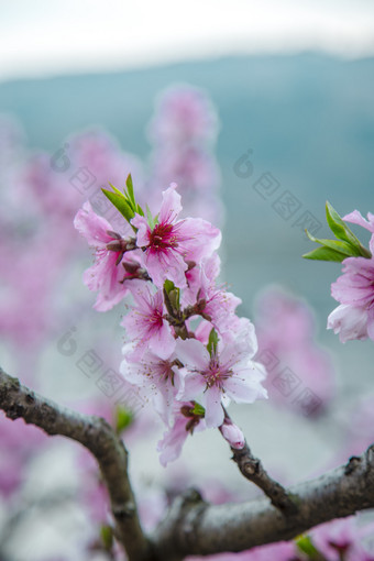 春天桃花盛开特写