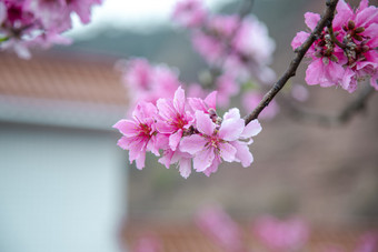 春天盛开的<strong>桃花</strong>特写