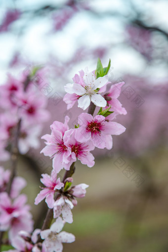 春天盛开的<strong>桃花</strong>摄影图