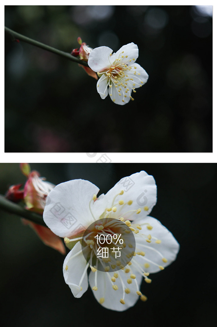 白色梅花在枝头摇曳摄影图片
