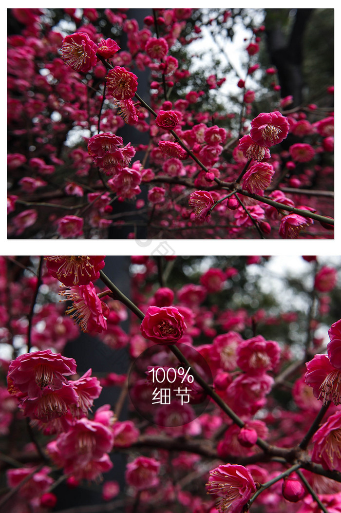 自然风景满枝头的红色梅花摄影图片