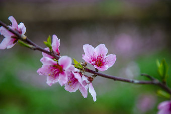 春天盛开的<strong>桃花</strong>摄影图