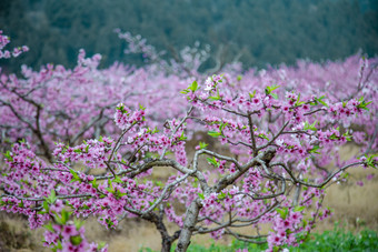 <strong>桃花</strong>盛开的<strong>桃花</strong>林