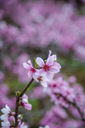 <strong>桃花</strong>盛开特写摄影图