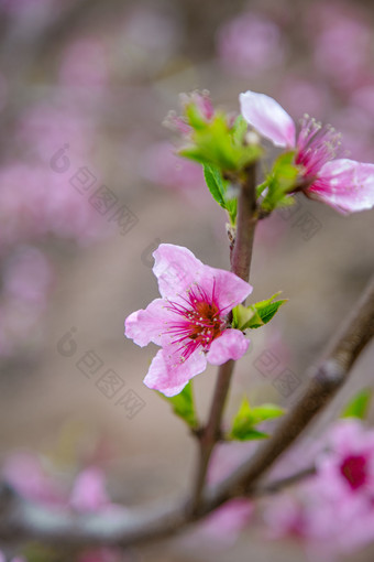 春天盛开的<strong>桃花</strong>