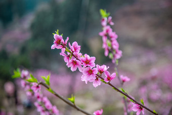 春天盛开的<strong>桃花</strong>