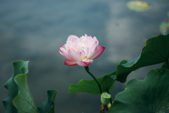 唯美荷花特写