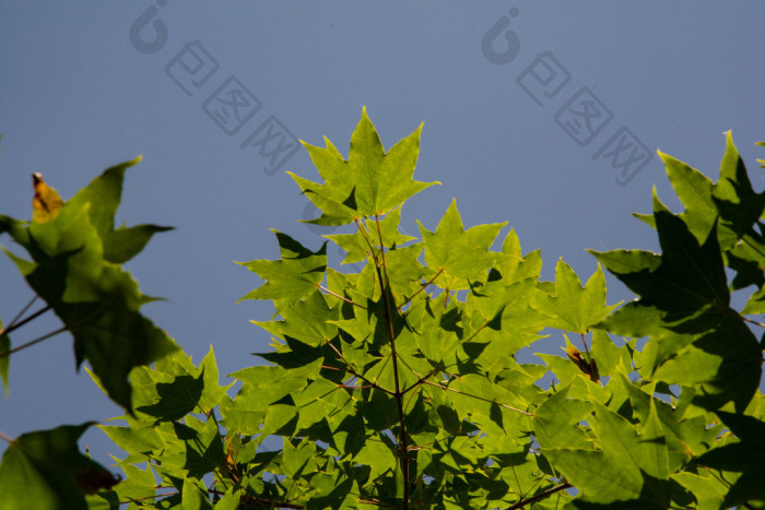夏天枫树叶被阳光透射图片-包图网企业站