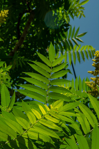 夏天阳光穿透火炬树叶片光影