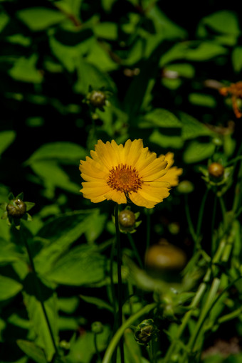夏天户外公园盛开的黄色金鸡菊