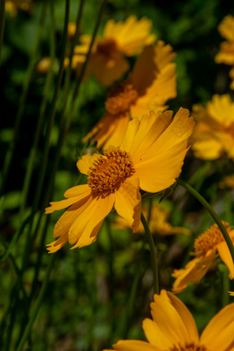 夏天户外公园盛开的黄色金鸡菊