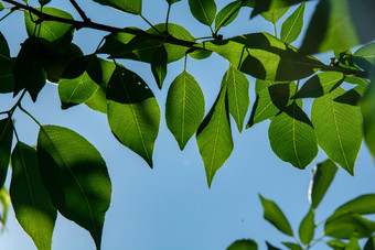 夏天翠绿的树叶带着大自然的清新图片
